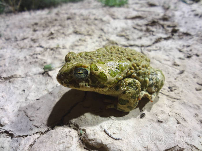 欧洲绿蟾蜍