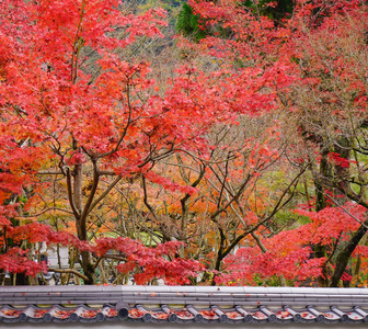 日本京都秋季日本花园景观。 京都有大约2000座寺庙和神殿。