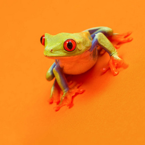 有名的跳蛙红眼树蛙准备跳上橙色背景照片