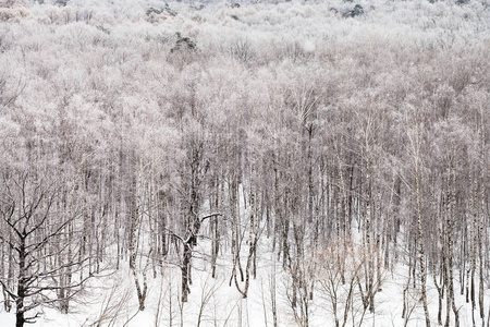 寒冷的冬日被雪覆盖的森林