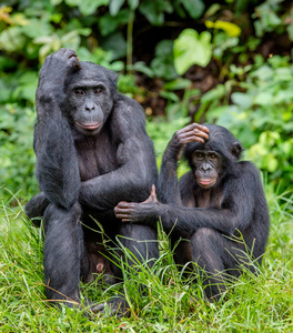 倭黑猩猩在自然栖息地