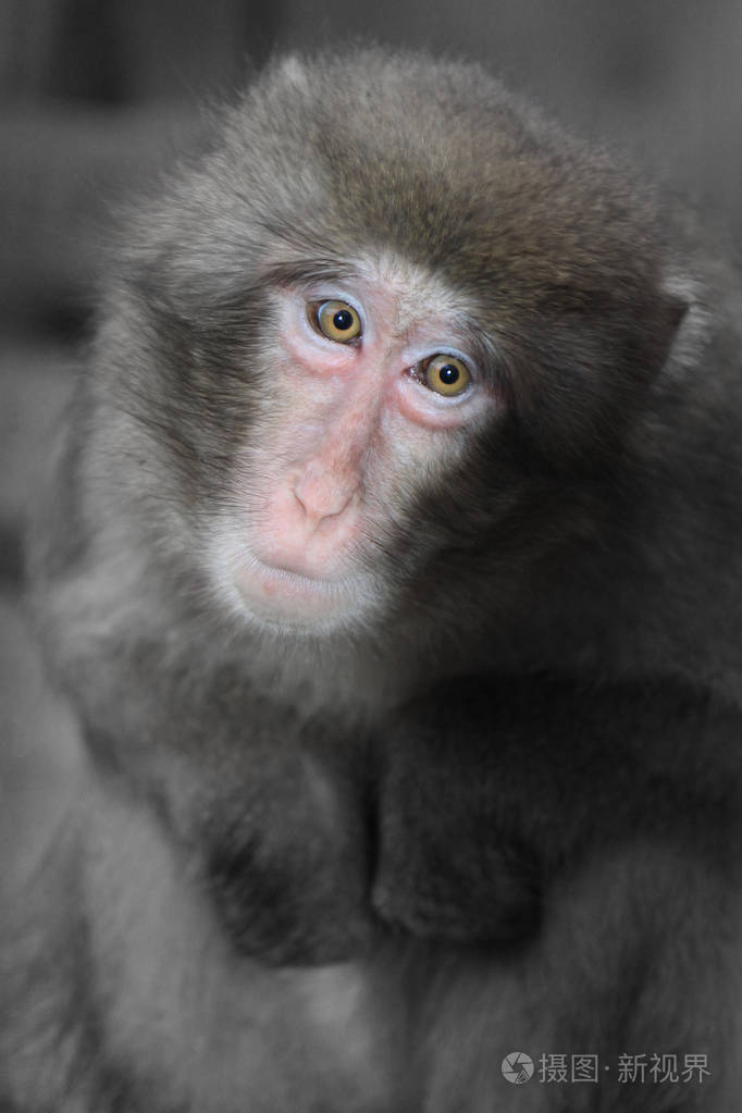 悲伤的猴子的肖像