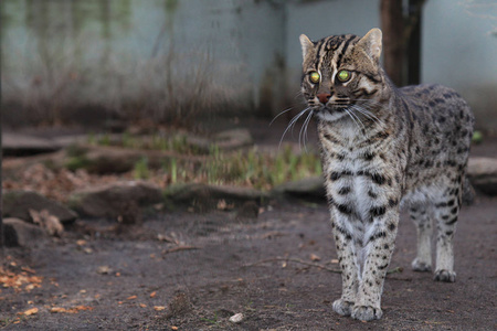 野生的钓鱼猫