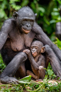 母亲和幼崽的倭黑猩猩