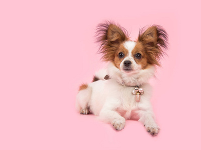 躺在粉红色的背景上可爱的蝴蝶犬