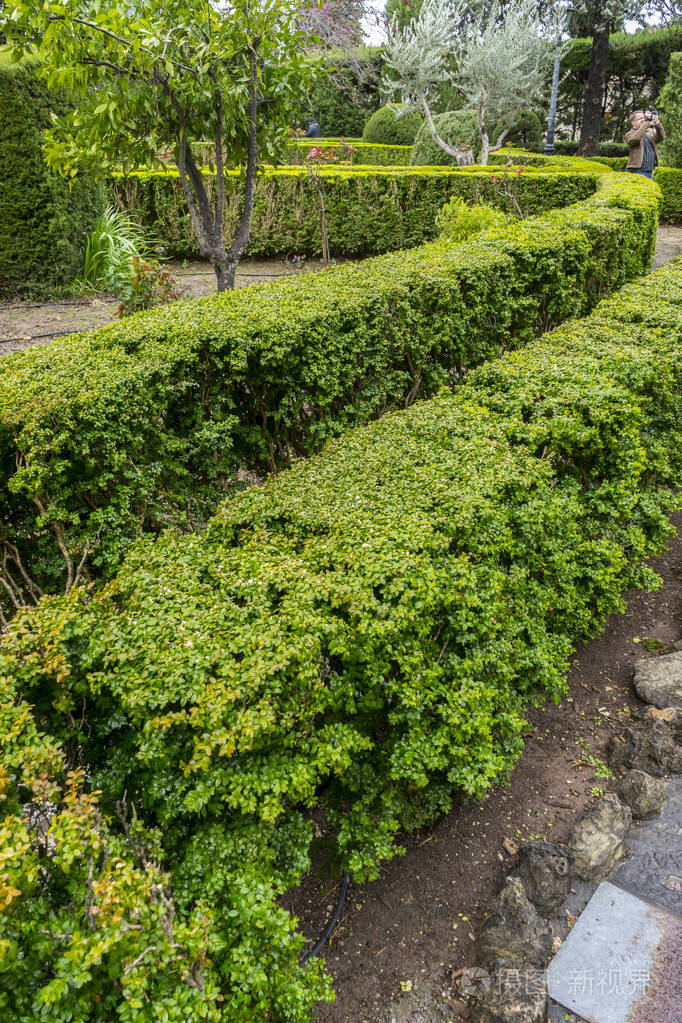 迷宫般的绿色灌木