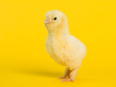 可爱的黄色小宝贝鸡