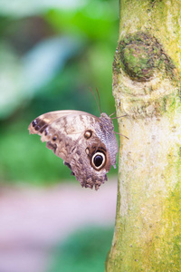 蝴蝶 Morpho peleides 绿色树干上