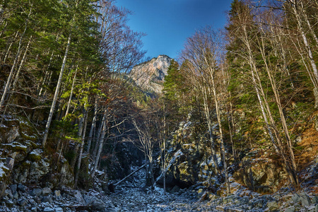 松树和山