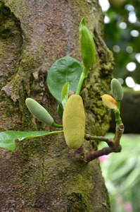 小新鲜菠萝蜜树上