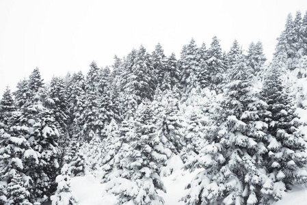 松树和雪