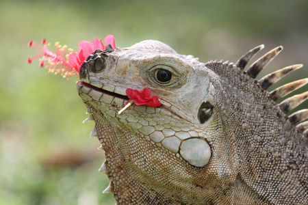 成人鬣蜥吃红芙蓉花