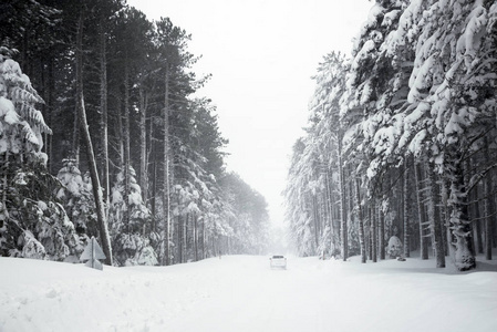 道路和树木在暴雪