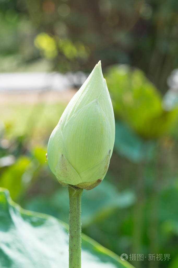 绿色莲花佛教之花