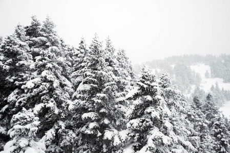 松树和雪