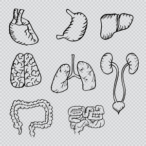 内部的人体器官手绘制的图标设置与心脏 大脑 肺 肝 肾脏 小肠 胃