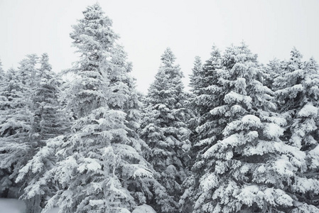 松树和雪