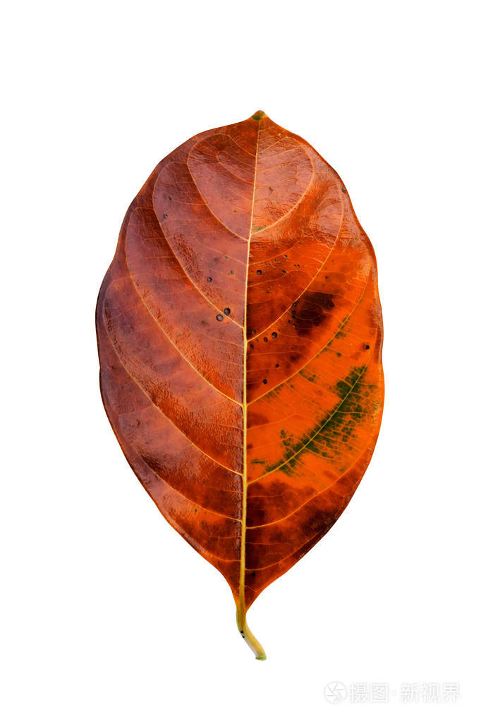 关闭了白色背景上的橙色叶