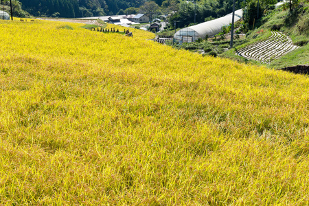 水稻稻草甸