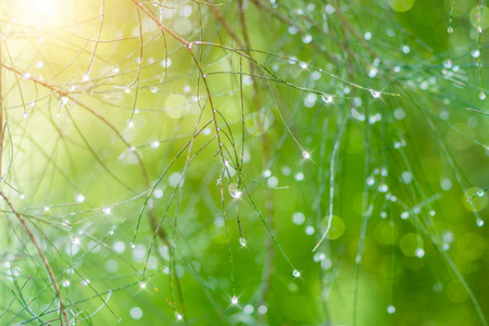 水滴在雨季的时候松