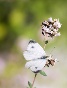 在一朵花上的白色菜粉蝶
