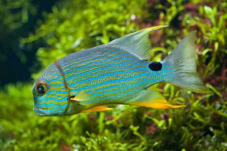 Sailfin 笛鲷鱼