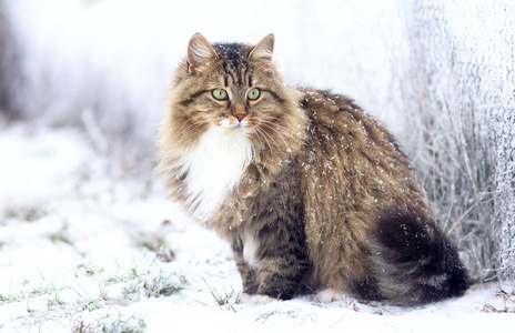 冬天的西伯利亚猫的肖像