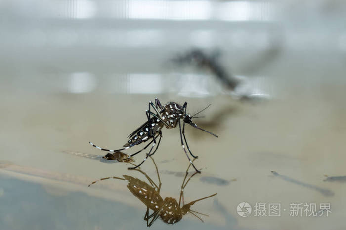 一只蚊子在水面上的宏