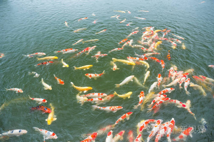 五彩斑斓的锦鲤池塘里的鱼