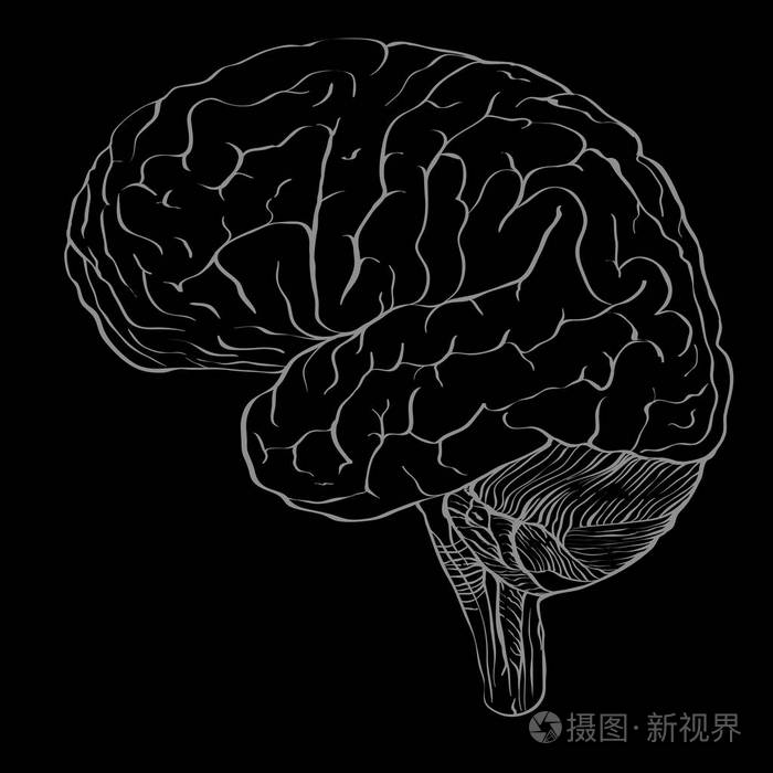 配置文件的绘制轮廓绘图样式作为空白的大脑