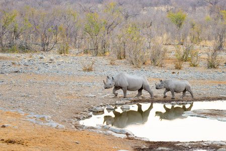 南非野生犀牛图片