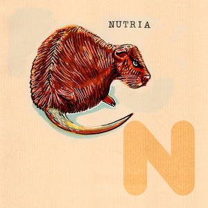 英语字母表,海狸鼠照片