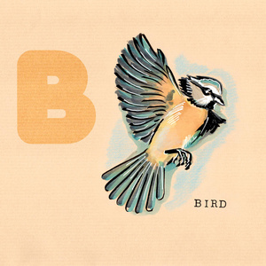 英语字母表鸟