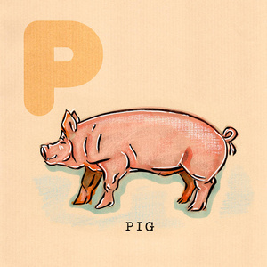 猪阅读英语字母表中猪照片