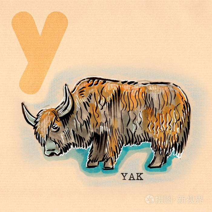 英语字母表牦牛