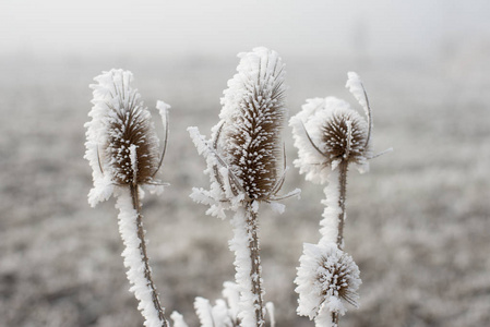 冰冻的冬季植物
