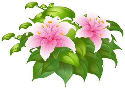 粉色百合花插画 粉色百合花手绘 粉色百合花卡通图 摄图新视界 粉色百合花插画 粉色百合花手绘 粉色百合花卡通图 摄图新视界