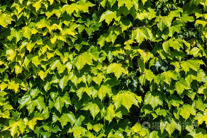 墙上的绿色的树叶