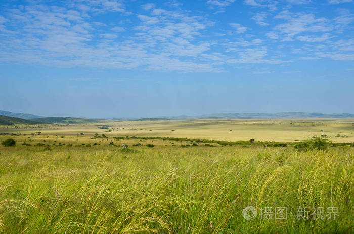 非洲热带稀树草原景观马赛马拉国家公园肯尼亚非洲