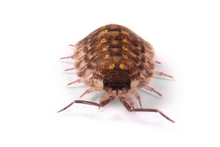 潮虫 Porcellio 头 分离