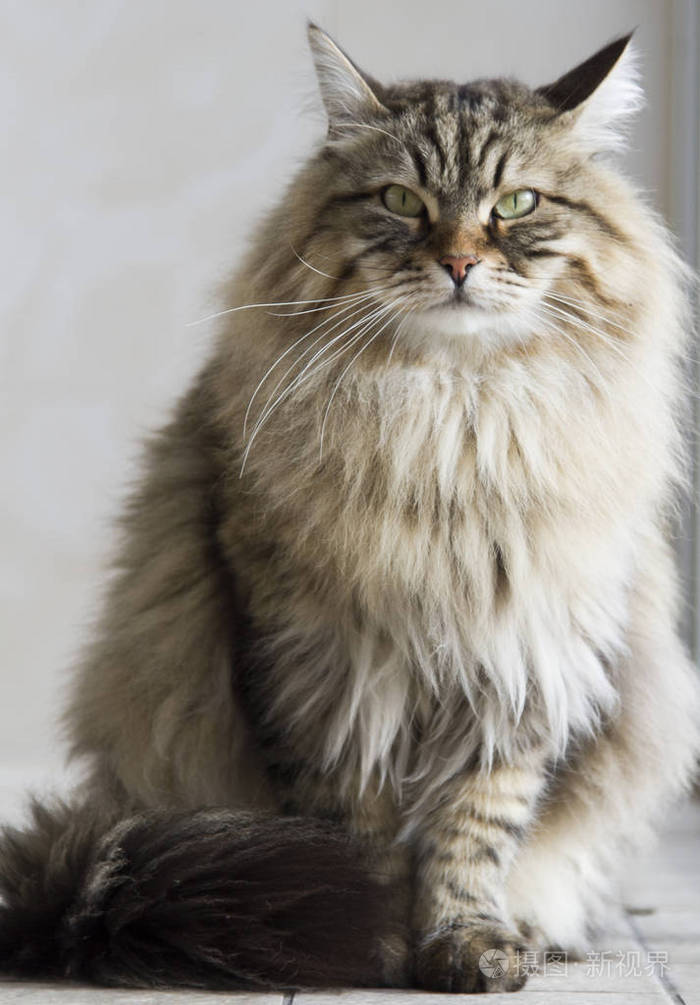 长毛公猫的皮毛的西伯利亚