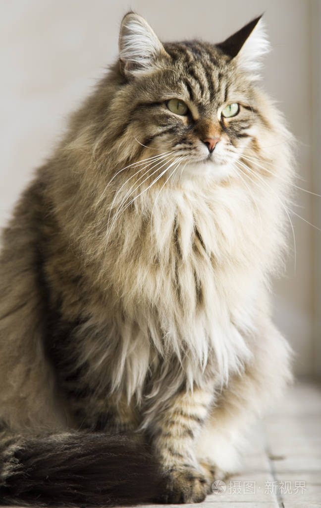 猫咪的西伯利亚品种,棕色版本