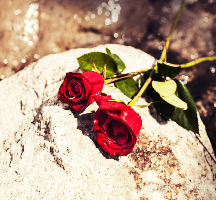 石头花坛玫瑰花图片