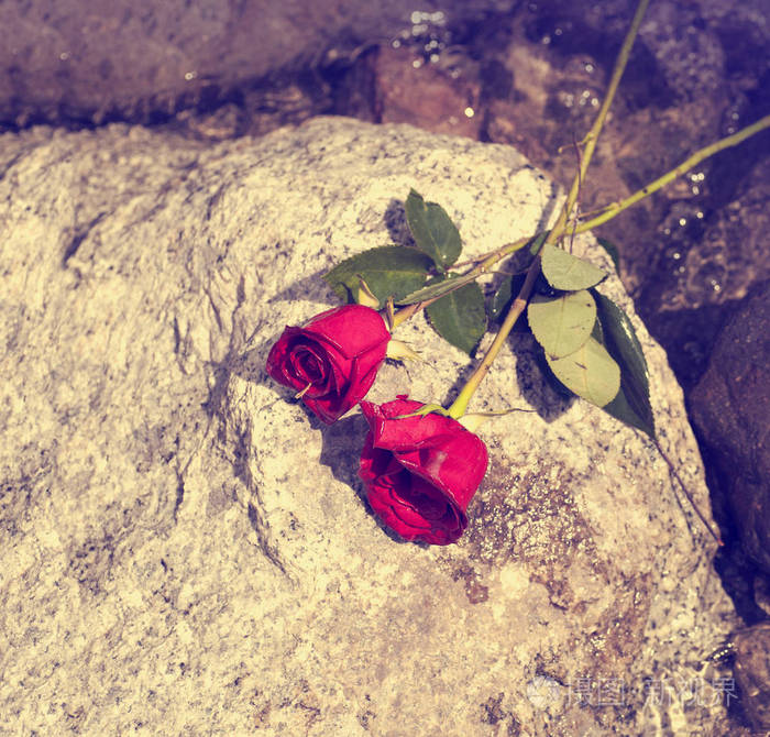 石头花坛玫瑰花图片