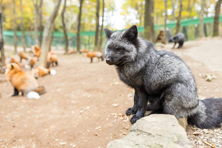 黑狐狸等待食物