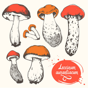 矢量图和蘑菇中的素描样式集。手绘 leccinum 叠在白色背景上。森林秋收