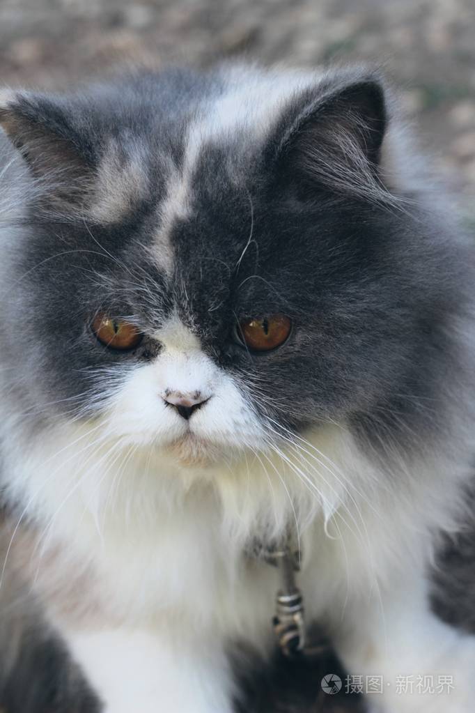 波斯猫品种,灰色和白色可爱