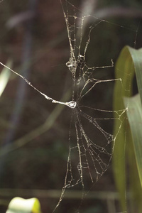 蜘蛛网在树在自然