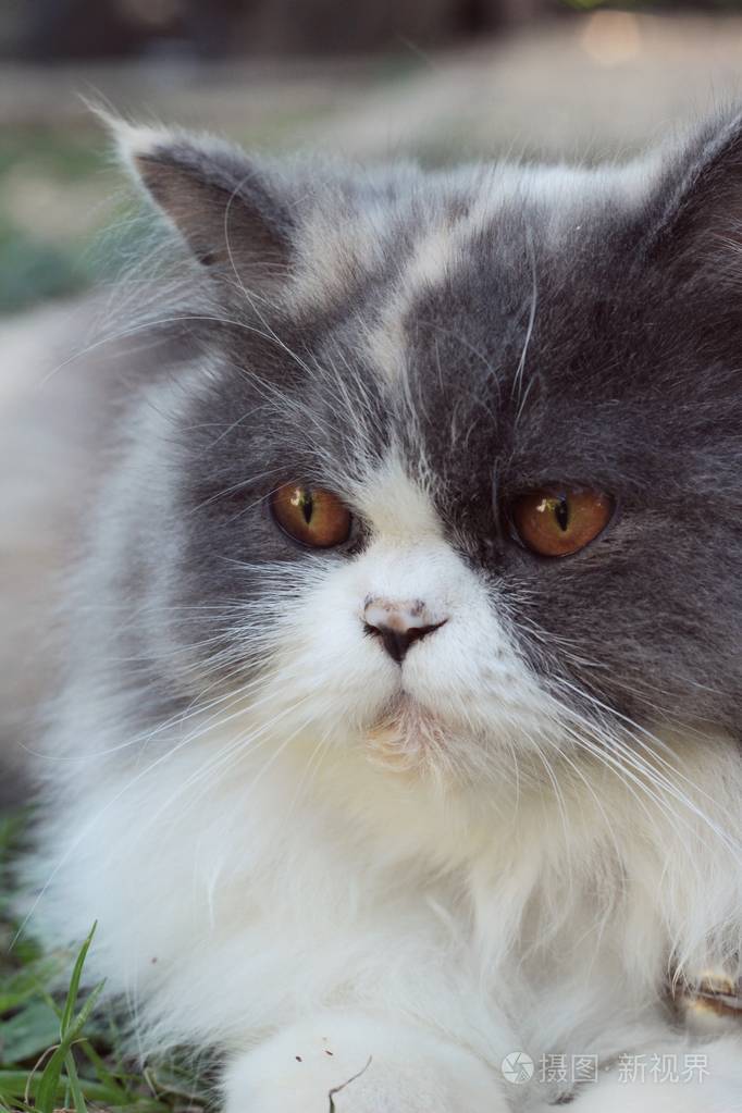 波斯猫品种灰色和白色可爱