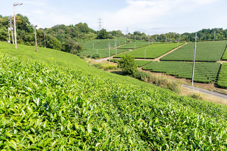 美丽的新鲜绿色茶园